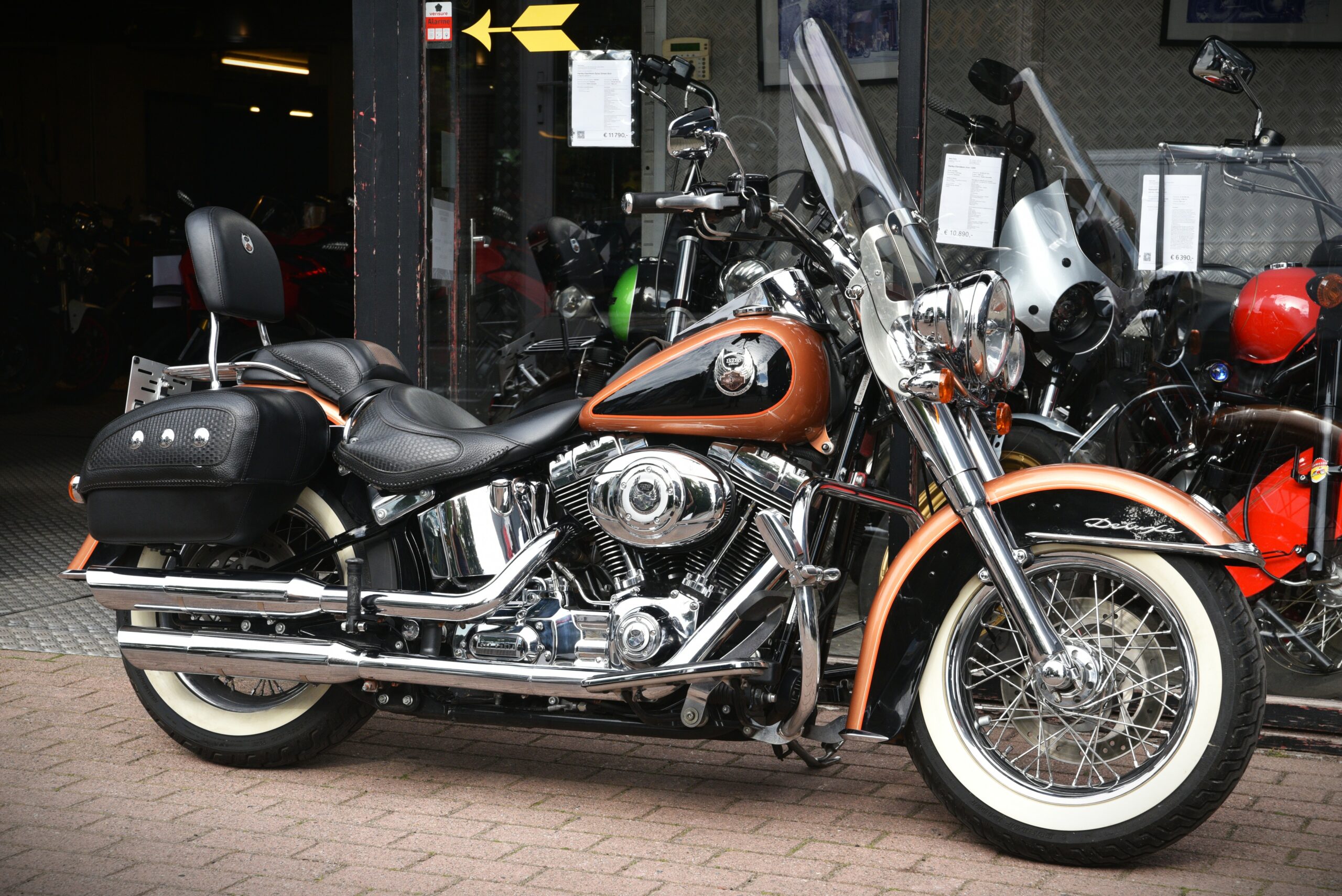 DSC_3113 DSC_3113